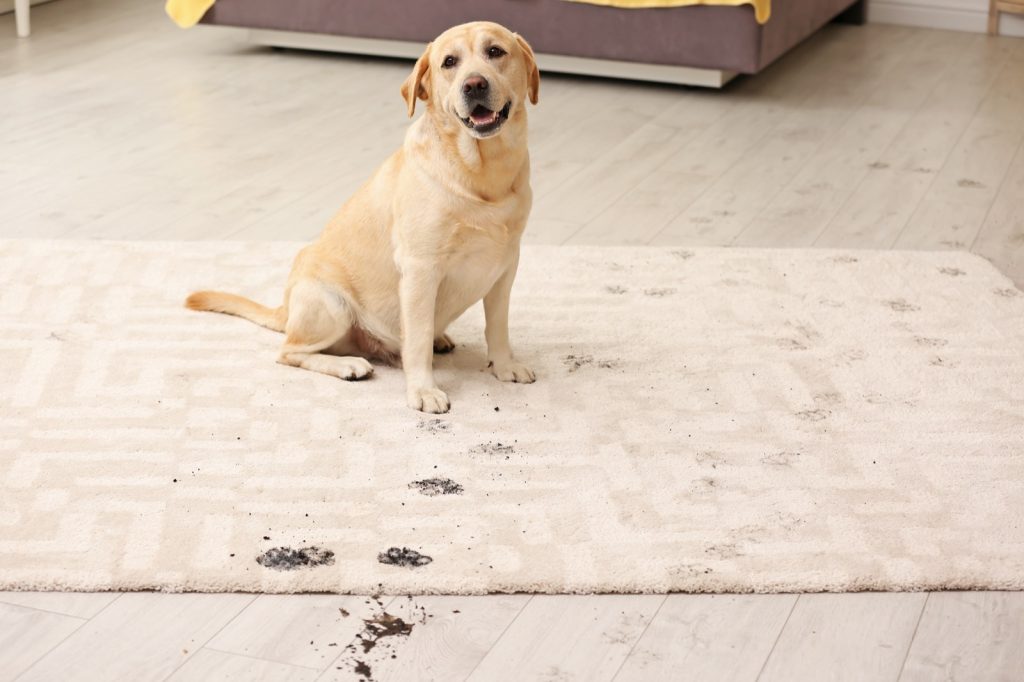 The Best Rug Materials in a Home with Pets | Country Manor Decorating